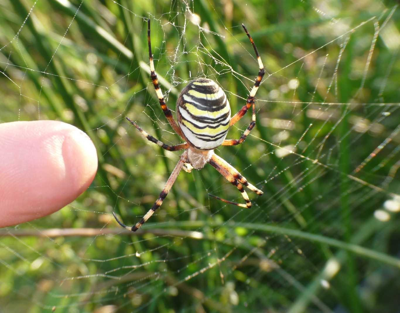 Il paradiso delll''Argiope